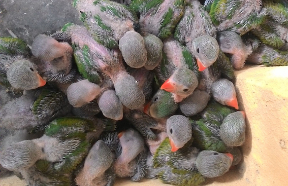 [-]Bị[-]bắt[-]vì[-]vận[-]chuyển[-]rắn[-]hổ[-]chúa[-]và[-]vẹt[-]rừng[-]quý[-]hiếm